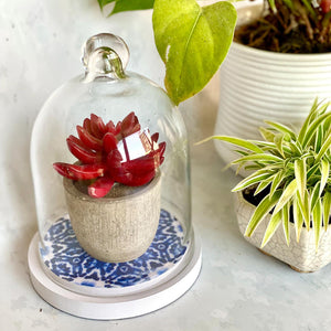 Mini Glass Cloche With Wood Base - Ink Dots